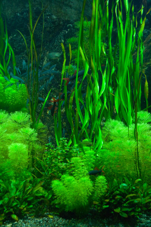 alghe per curarsi
